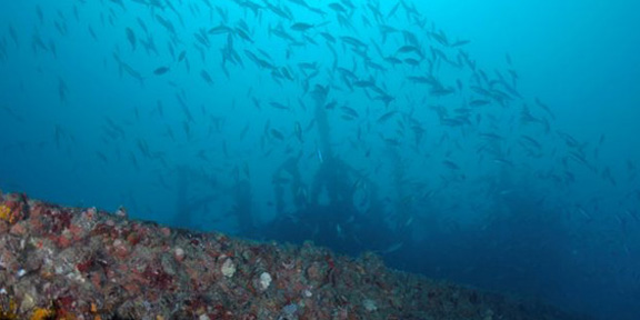Dive With South Florida Diving Headquarters